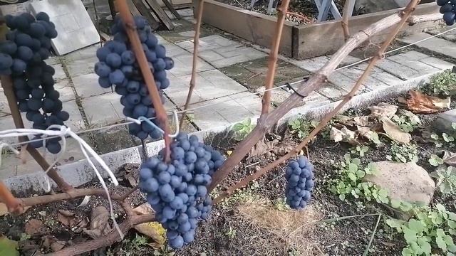 Самые стабильные сорта винограда в 2022 смотреть онлайн