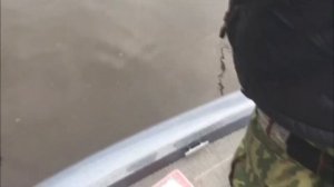 Сом на Волжанка Стилет 1-6 гр.