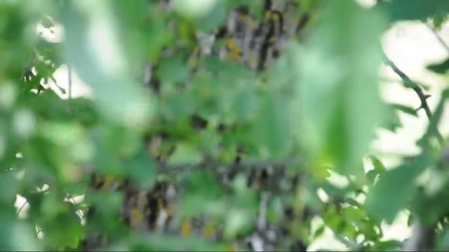 Nikon D 5000 Test смотреть онлайн