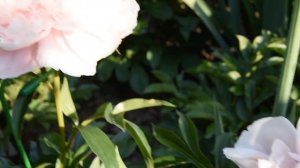 Пион Pink Tinkerbelle