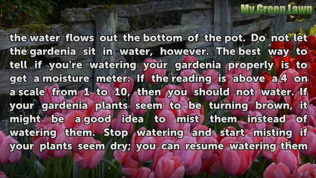 Gardenia Flowers Turning Brown смотреть онлайн