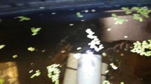 Разведение Австралийских раков. Спустя пол года.