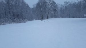 Такого Снегопада давно не знали здешние места...