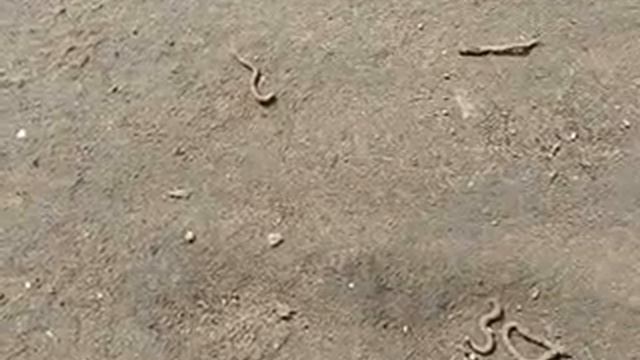 Дождевые черви после дождя. 16.04.2020г смотреть онлайн