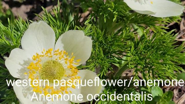 western pasqueflower/anemone смотреть онлайн