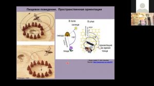 ФЧЖ 4 курс лекция насекомые Корсуновская