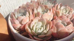 #Sedeveria pink ruby#Echeveria suyon