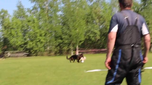 Финн ф бергмансланд побег из курятника 2 смотреть онлайн