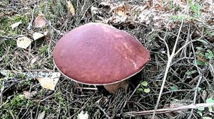 Большие белые грибы. Как выглядят самые крупные экземпляры?