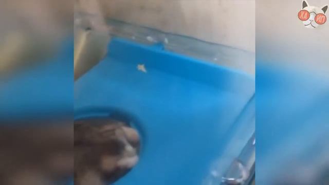 Смешные коты и другие животные 2017