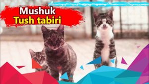 mushuk tushda - tush tabiri mushuk korsa -  tush tabiri mushuk bolasi - туш табири мушук