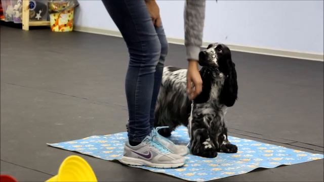 тренировка и выдержка выставочной стоечки смотреть онлайн