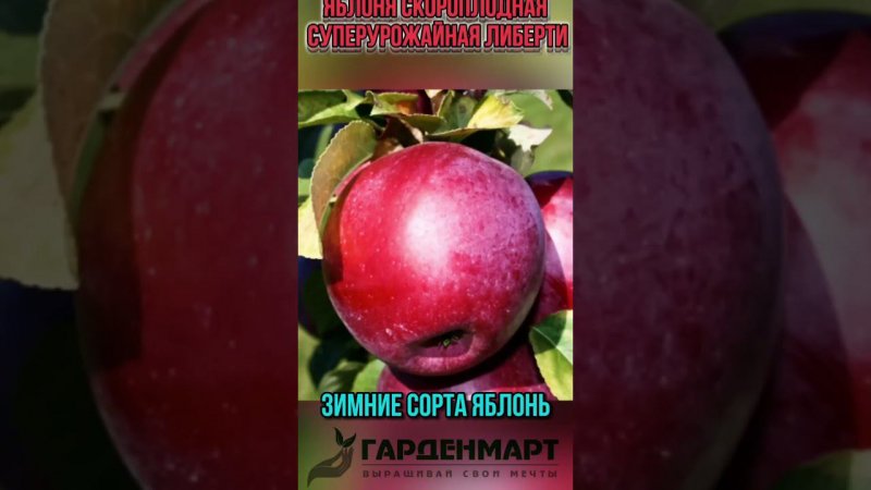 Морозостойкие сорта яблонь  #советысадоводам #ассортимент