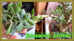 Денежное дерево Толстянка Как ухаживать за домашним цветком Ботаника