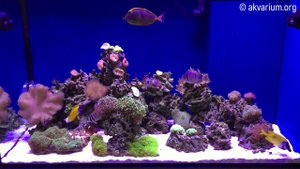 Морской аквариум 500 литров под ключ (2 месяца спустя)