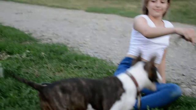 Продается девочка Миниатюрный бультерьер смотреть онлайн