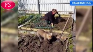 Видео с медвежонком, помогающим женщине сажать картошку