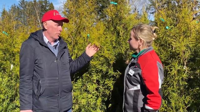 Туя Брабант - отличный вариант для живой изгороди. смотреть онлайн