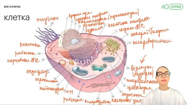 Все о клетке (1 часть) | ЕГЭ БИОЛОГИЯ 2022 | СОТКА