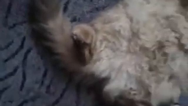 Мой кот Айк