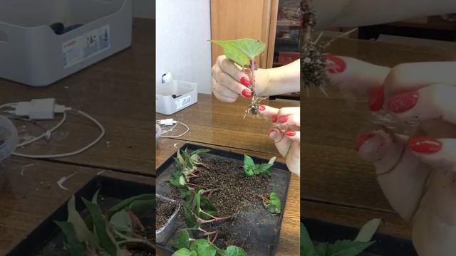 Размножение клубневой бегонии .