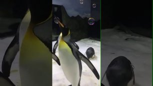 Пингвины и мыльные пузыри