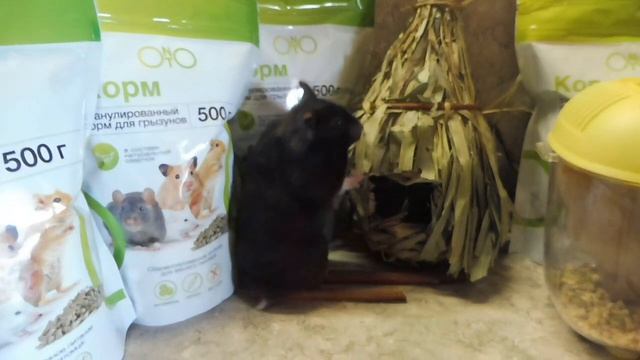 #ХОМКИ ПРОДАНА БАУНТИ  ГОЛЛАНДСКИЕ КРОВИ#ХОМЯКИ РЕДКИХ ОКРАСОВ ПРОДАЮ#купитьхомякапродам#МАРИМИСТИК