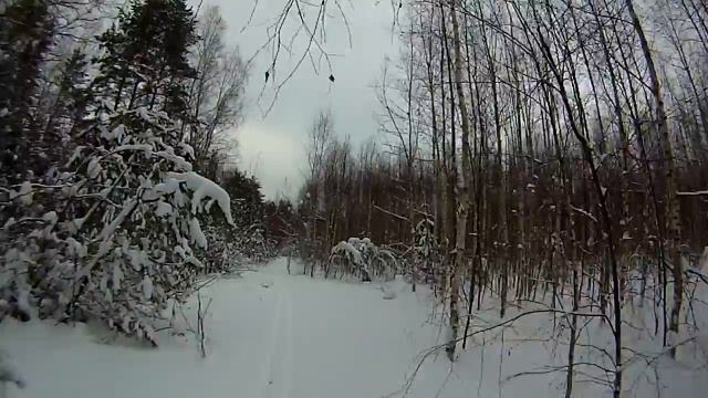 Лыжи, следы зайца