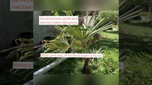 Как спасти пальму Трахикарпус,когда сгнила точка роста.How to save palm tree Trachycarpus