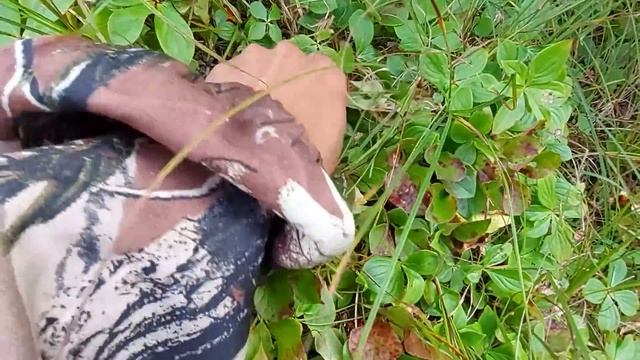 В глушь тайгу. Ягода клоповка. смотреть онлайн