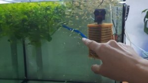 +39 мальков 2важных момента выращивания ГУППИ ДОМА.Poecilia reticulata