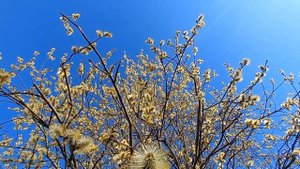 Астор Пьяццолла | Ave Maria | Умиротворяющая музыка