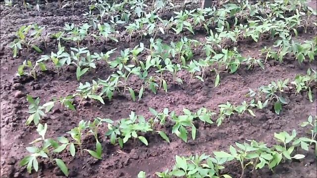 Рассада в теплице. Обзор теплиц на 7 мая. смотреть онлайн