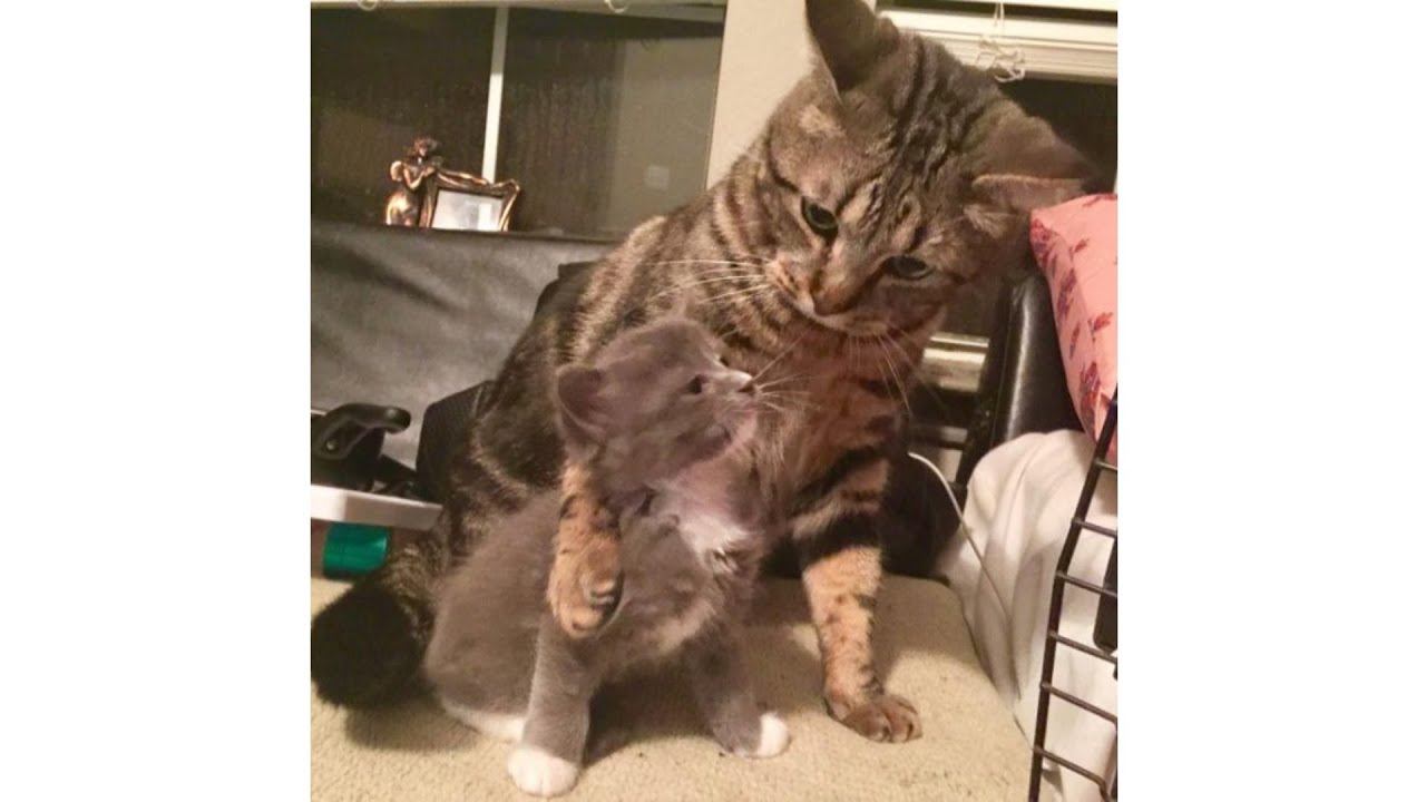 “Не бойся, я всё знаю!” Приютский кот принял бездомного котенка, как родного