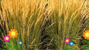 Вейник остроцветковый Karl Foerster. Краткий обзор, описание характеристик, где купить саженцы