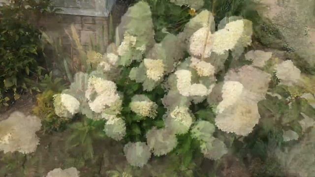 Роскошное цветение метельчатой гортензии.Лайм Лайт,Меджикал Мунлайт,Скайфолл,Ванилла Фрейз,Геркулес