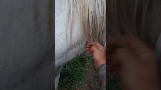 GPS трекер для лошадей