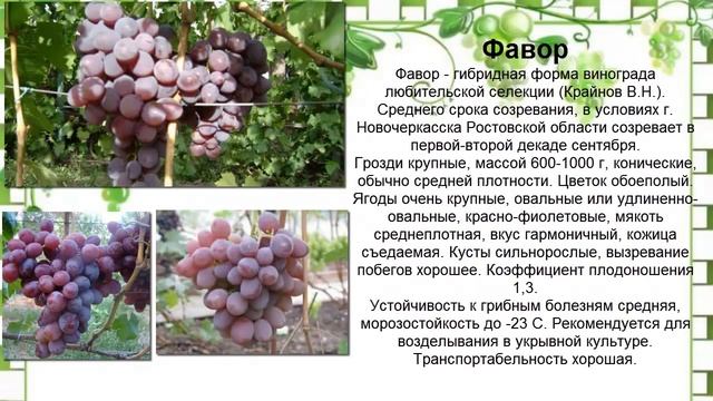 Только лучшее.Виноград ранне-среднего срока созревания часть 2