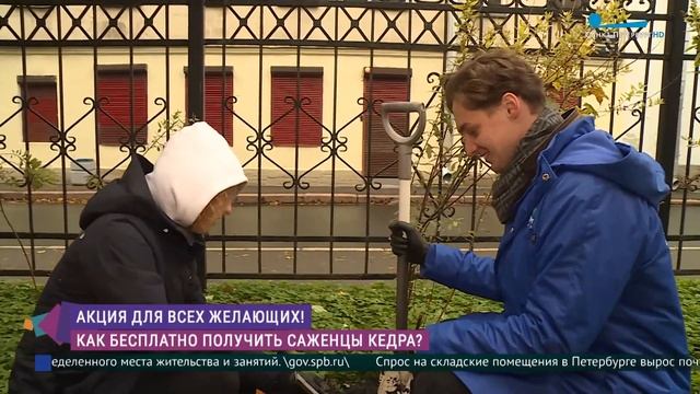 Как бесплатно получить саженцы кедра в Петербурге? смотреть онлайн