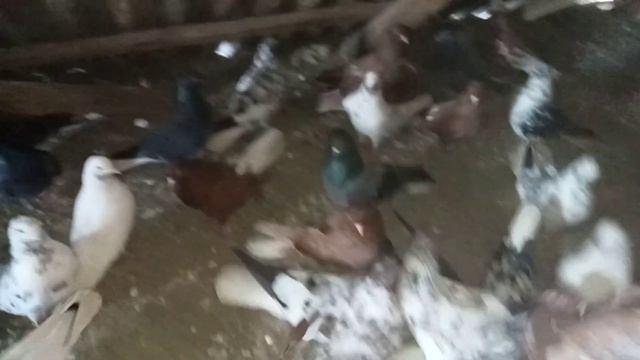 голубы гуляют и Бим. собака смотреть онлайн