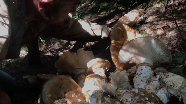 Mushroom Hunter . Мисливець за білими грибами . смотреть онлайн