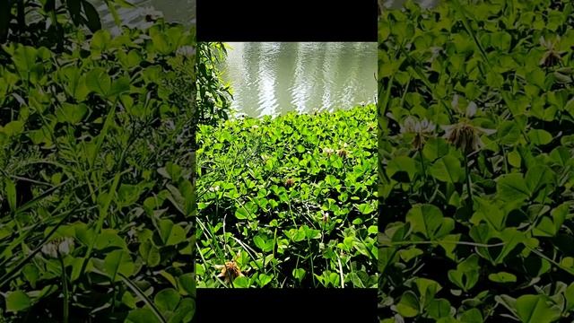 Видео для релакса Трель соловья, пение птиц, звук реки, фото природы.