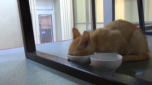 Рыжий котенок