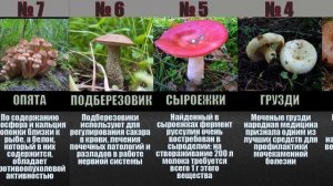 10 самых полезных грибов