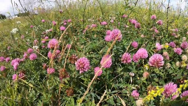 Клевер луговой ☘️ смотреть онлайн