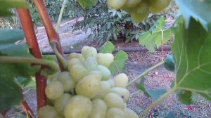 8 сентября 2018 года. Виноград сорта Надежда Аксайская...