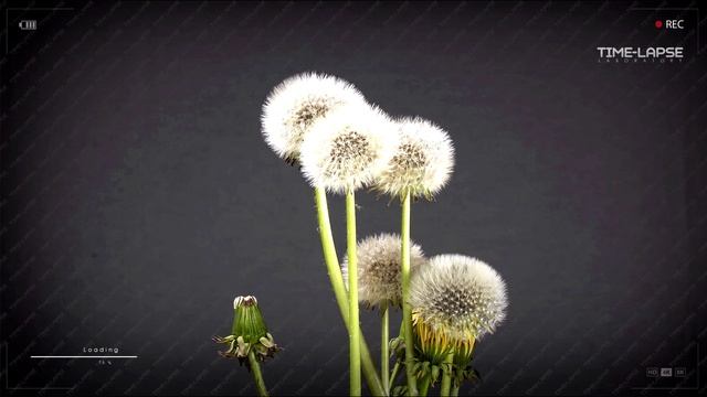 Одуванчик цветок Как растет и распускается Ускоренная съемка Time laps