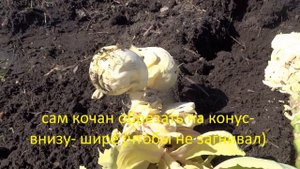 Как получить свои семена капусты