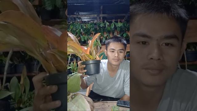 Live Sale Anggrek Vanda , Phalaenopsis+Give Away 5 Phal смотреть онлайн