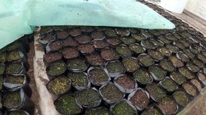 Часть 1 Обзор теплицы: конструкция,обогрев, стеллажи, стаканчики для рассады